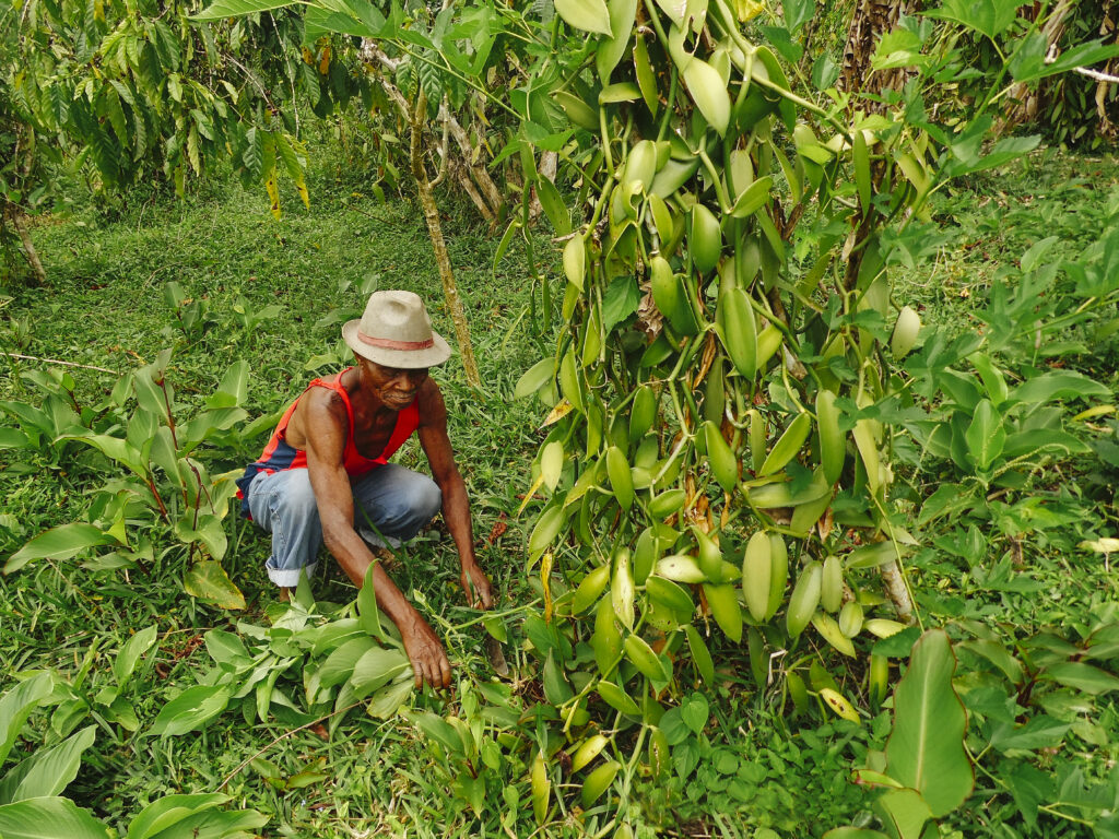 man harvesting plants