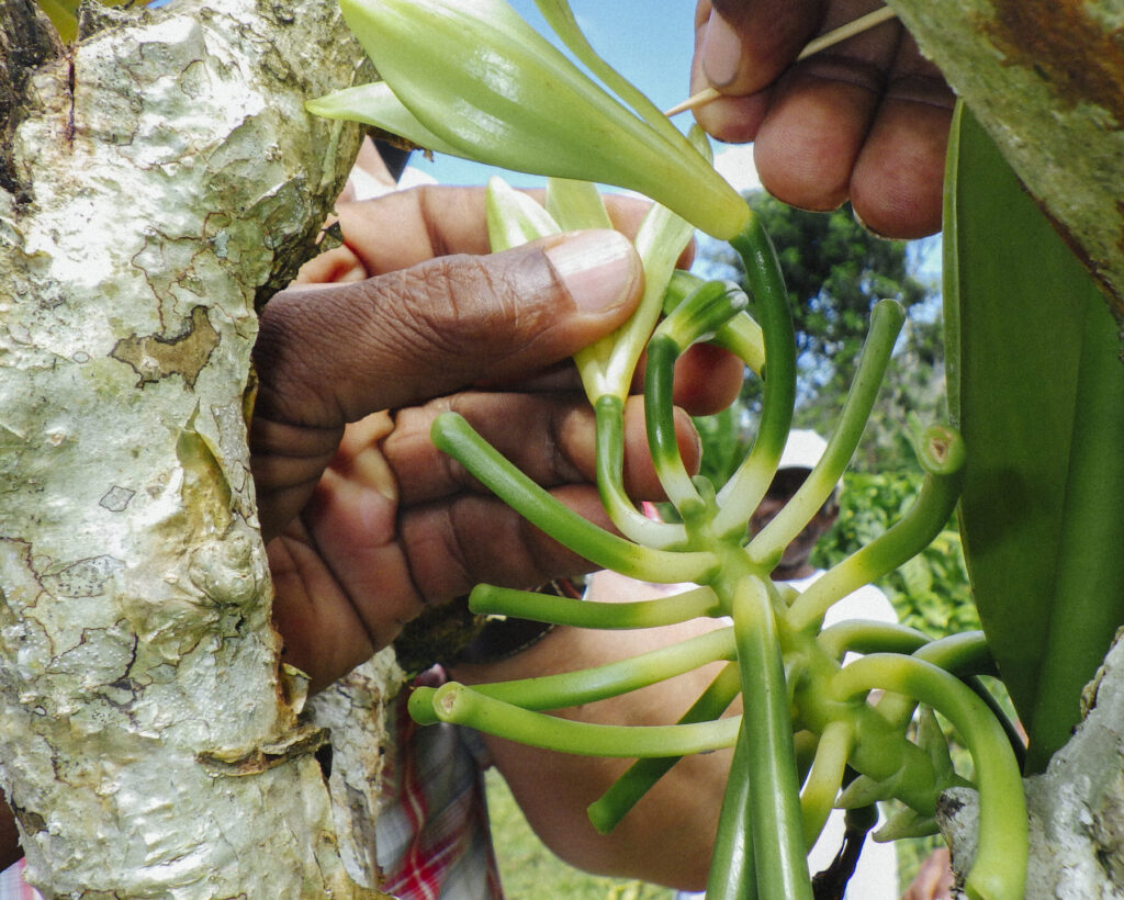 Hands picking fruit from plant