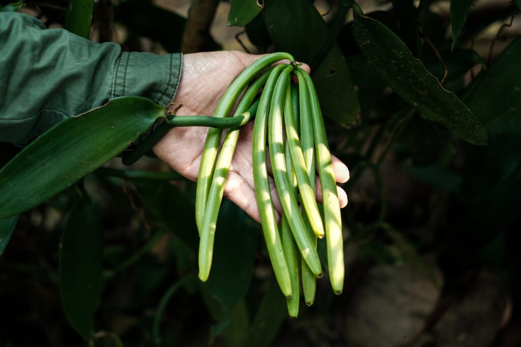 farmer holding freshly harvested vanilla bean pods