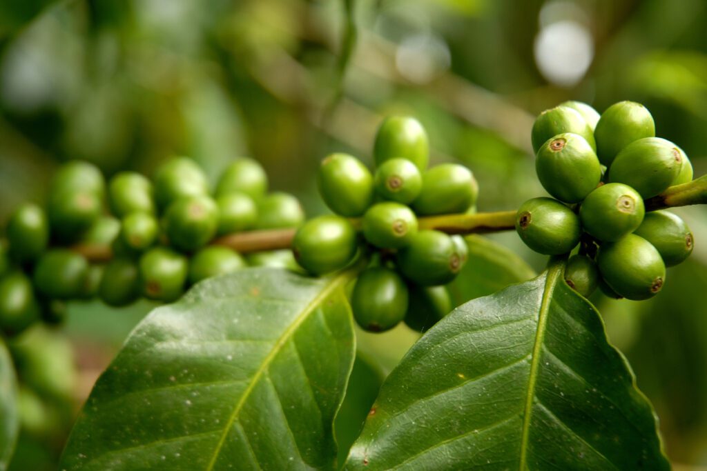 Plantation Coffee In Guatemala