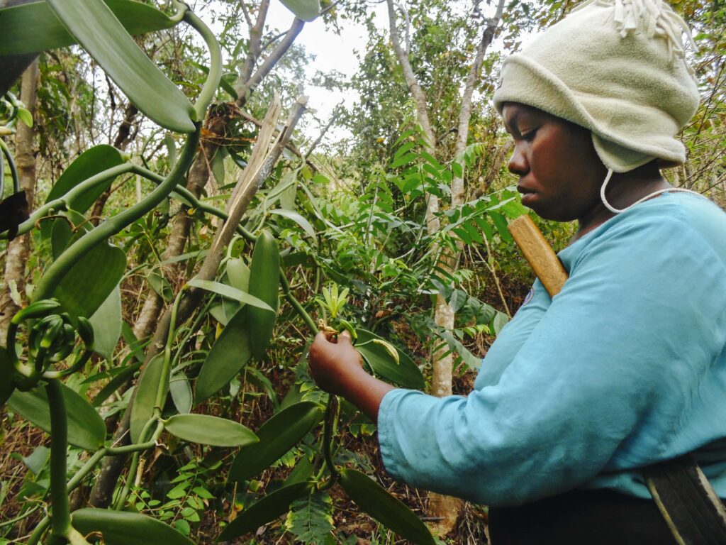 woman harvesting vanilla bean pods